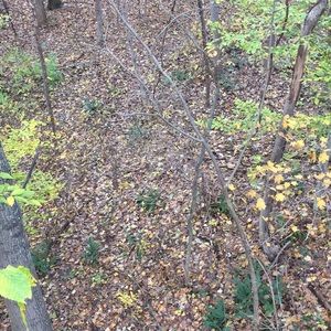 Meet your Posher, Shane